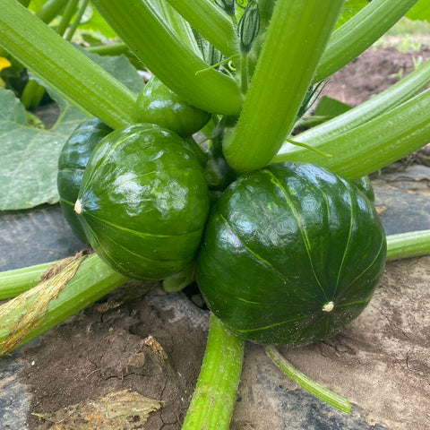 老吴农场鲜食翡翠嫩南瓜<br>含糖量较少•口感脆嫩