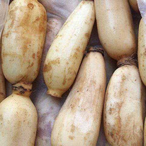 新季莲藕<br>Mexico Lotus root