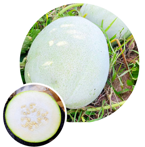 粉皮元宝冬瓜<br> 老吴农场