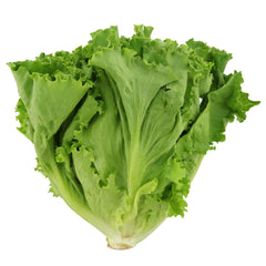 绿叶生菜<br>Green Leaf Lettuce