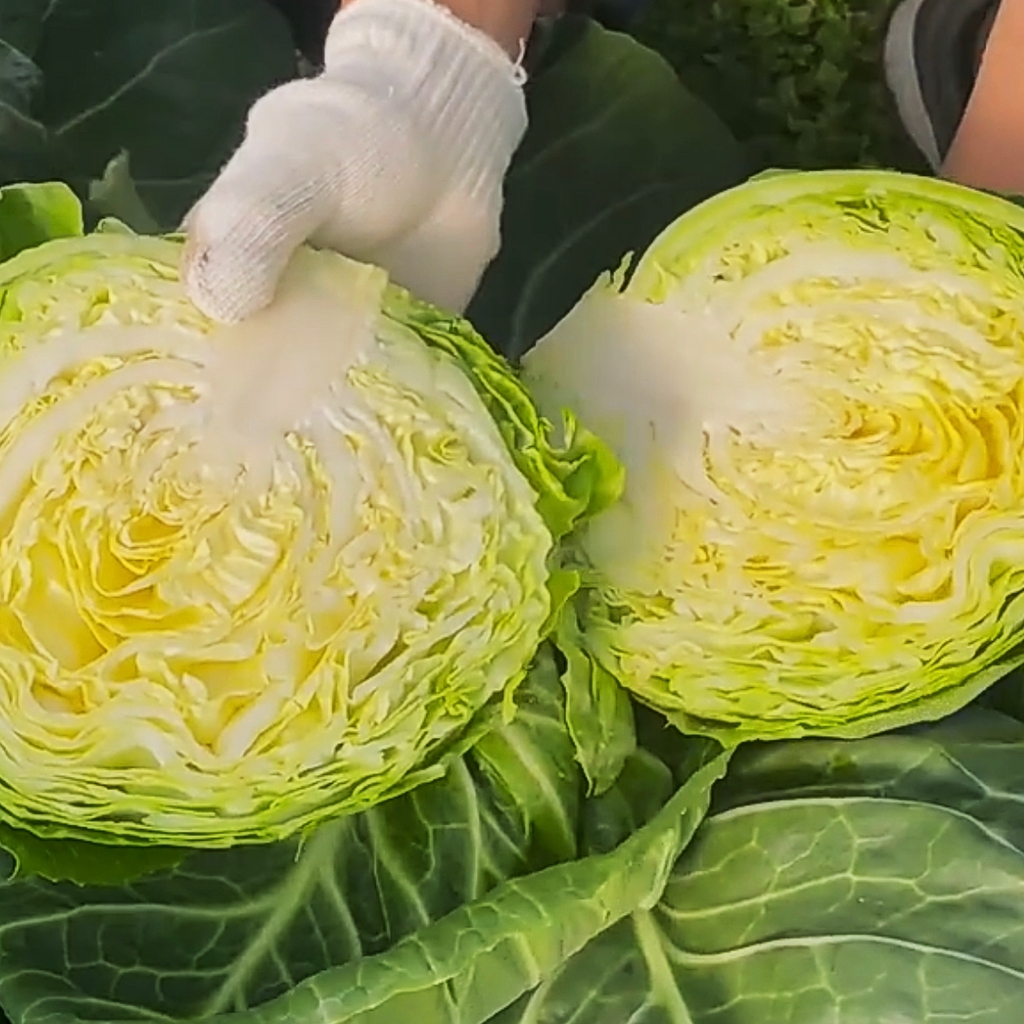 有机清甜圆白菜<br> 老吴农场•质地脆嫩