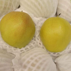 隰县玉露香梨<br>酥甜