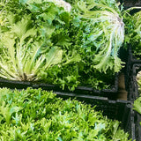 【农场丰收优惠】老吴农场苦菊(明目菜)<br>保健特色菜