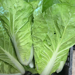 老吴农场有机奶白菜2磅<br>鲜嫩清香•介意虫眼请勿拍