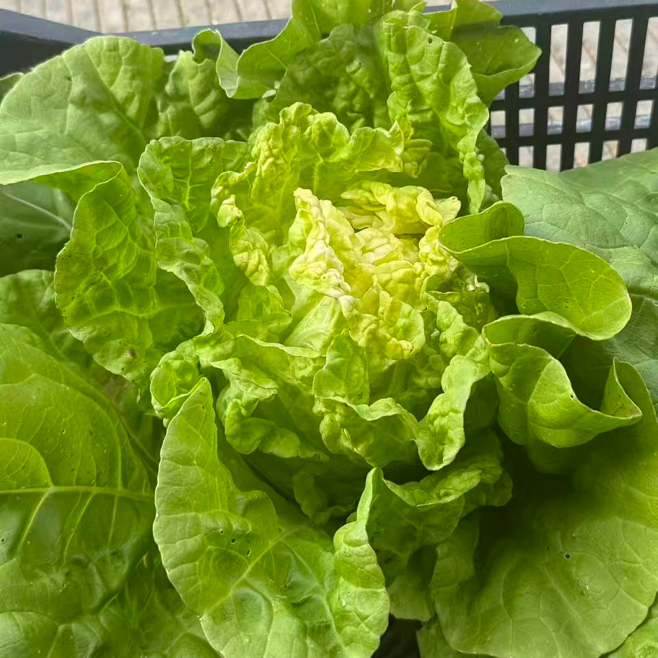 【有机认证】淡泉农场秋收小白菜<br>清甜