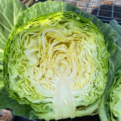 有机清甜圆白菜<br> 老吴农场拳头产品