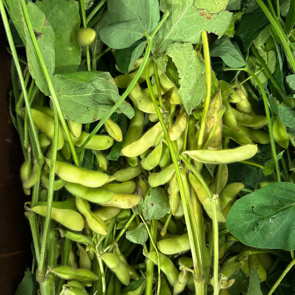 【丰收优惠】锦上农场带枝毛豆荚3磅<br>/摘豆吃豆