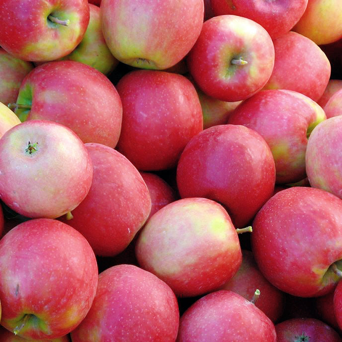 本地农场嘎拉苹果<br>Local Gala Apples