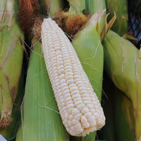 本地农场白糯玉米5根On the Cob <br>甜糯