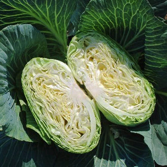 有机大扁卷心菜<br> 淡泉农场