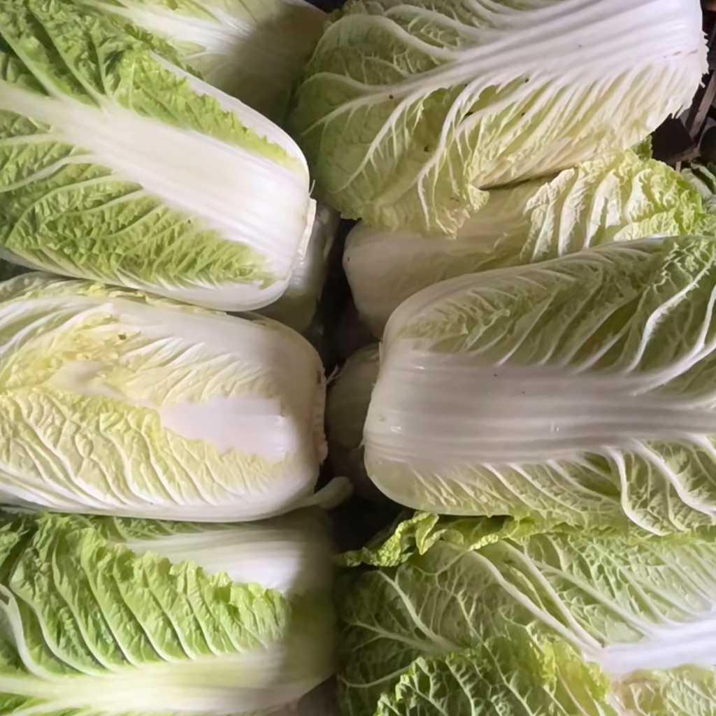 淡泉农场有机大白菜<br>农场直供