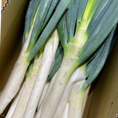 【秋收优惠】有机大葱•葱白粗壮<br>新挖带土