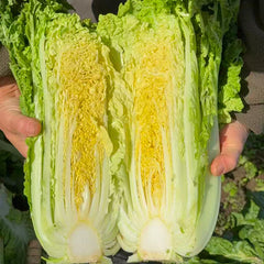 老吴农场青麻叶大白菜<br>老品种•介意虫眼勿拍