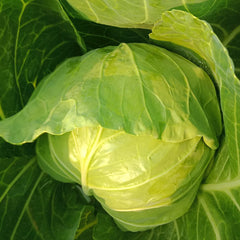 本地卷心菜<br>/农场直供