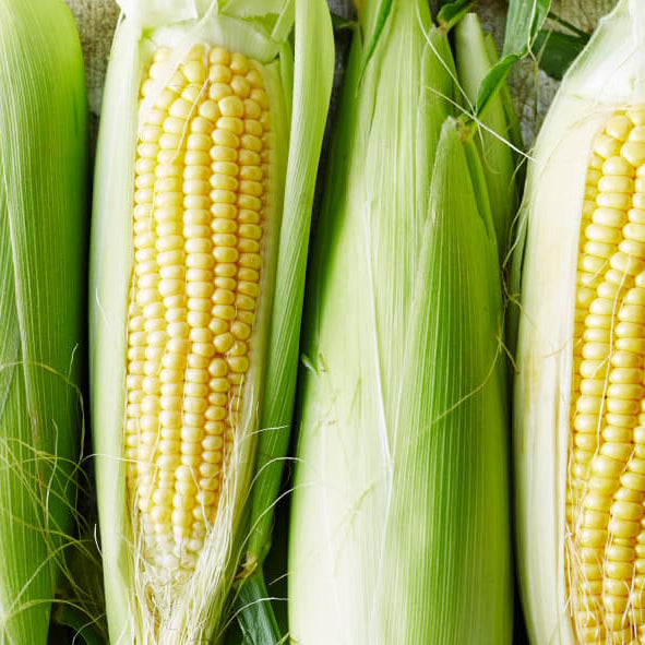 鲜甜嫩黄玉米5根<br>/Yellow Sweet Corn