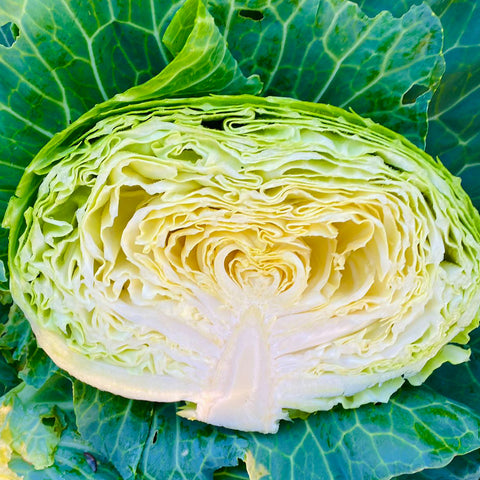 老吴农场清甜莲花白•水果甘蓝<br>质地脆嫩