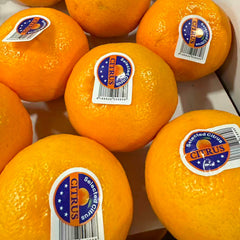 沃柑<br>甜•有籽