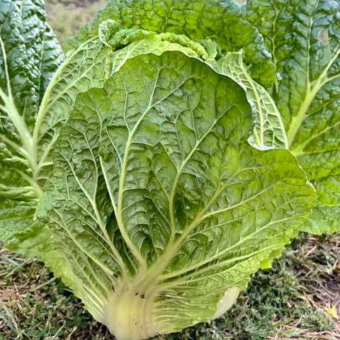 淡泉农场有机种植大白菜<br>农场直供