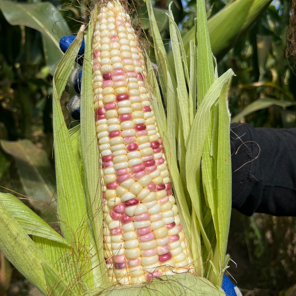 *花彩* 糯玉米On the Cob<br>本地农场•甜糯