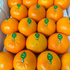 【大吉大利】沃柑<br>/甜•有籽