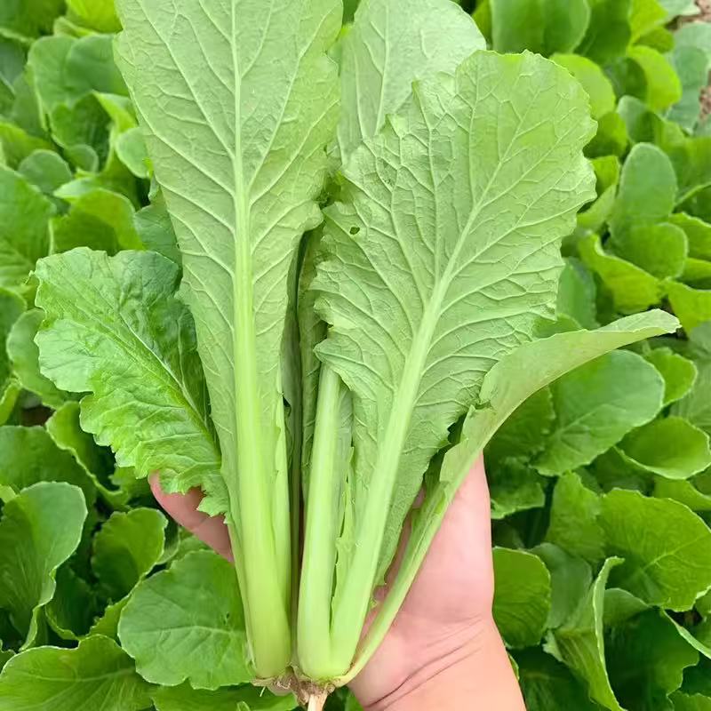 老吴农场有机小青菜2磅<br>奶白菜同胞•绿梗菜味浓郁