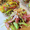 【有机认证】淡泉农场现摘红油香椿叶小份量<br>手摘嫩叶•香味浓郁