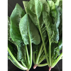 老吴农场•越冬厚叶菠菜<br>有机方式种植