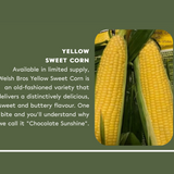 本地NO.1非转基因甜嫩黄玉米<br> Ontario's finest GMO-free Sweet Corn