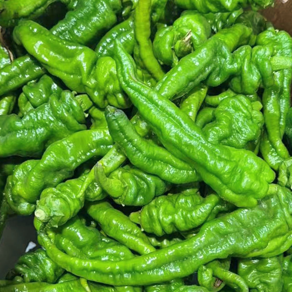 长青椒•辣<br>/一级精选供餐馆