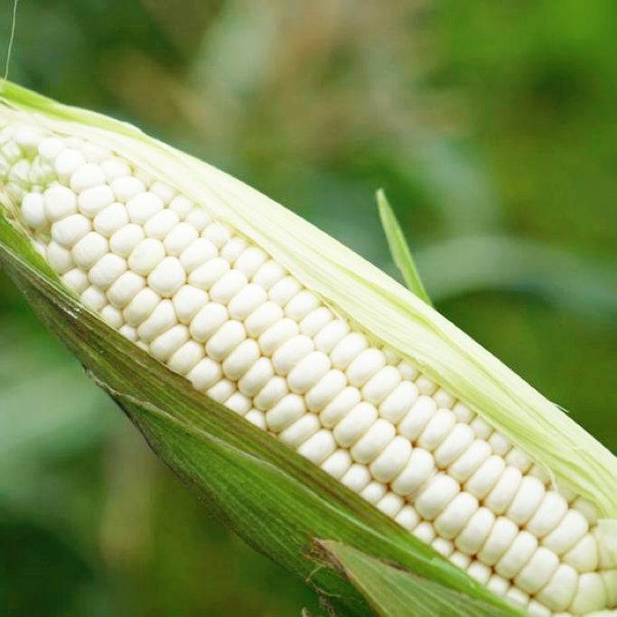 本地农场*白*糯玉米On the Cob<br>有机方式种植•介意虫眼请勿拍