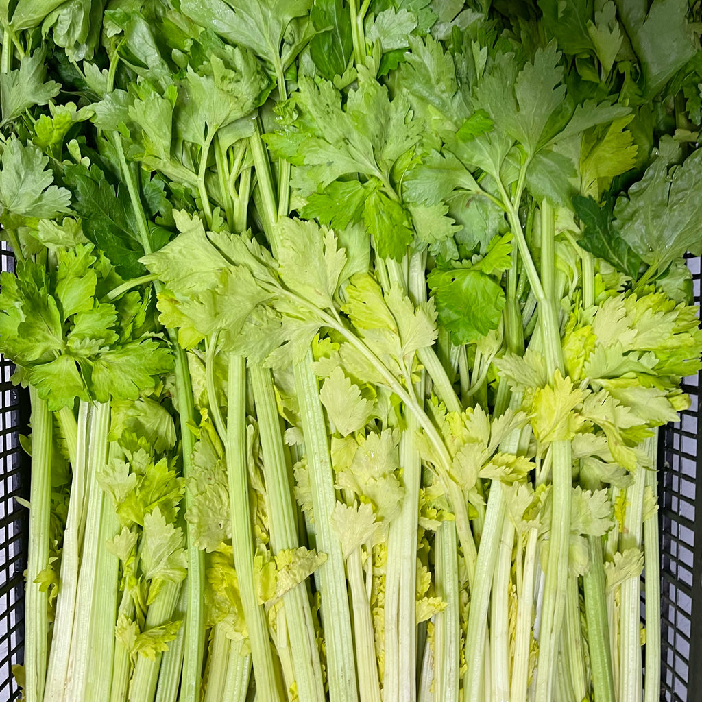 白唐芹<br>Chinese Celery