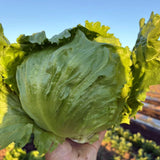老吴农场玻璃生菜<br>超级脆嫩•介意掉叶请勿拍