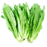 【时令】 A菜<br>/快炒蒜蓉凉拌