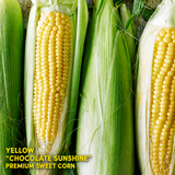 本地巧克力黄玉米<br>/Canada NO.1•GMO-FREE