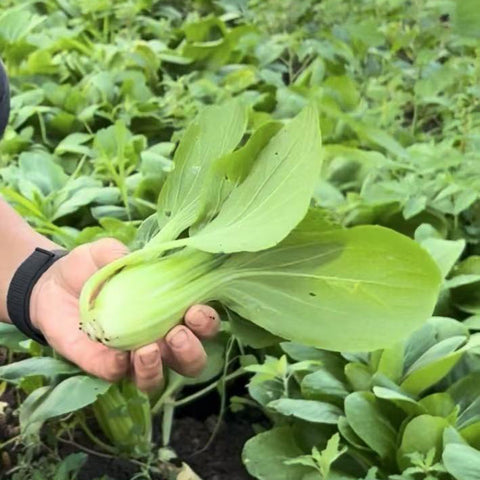 【农场优惠】老吴农场有机上海青<br>菜味浓•介意虫眼有泥勿拍