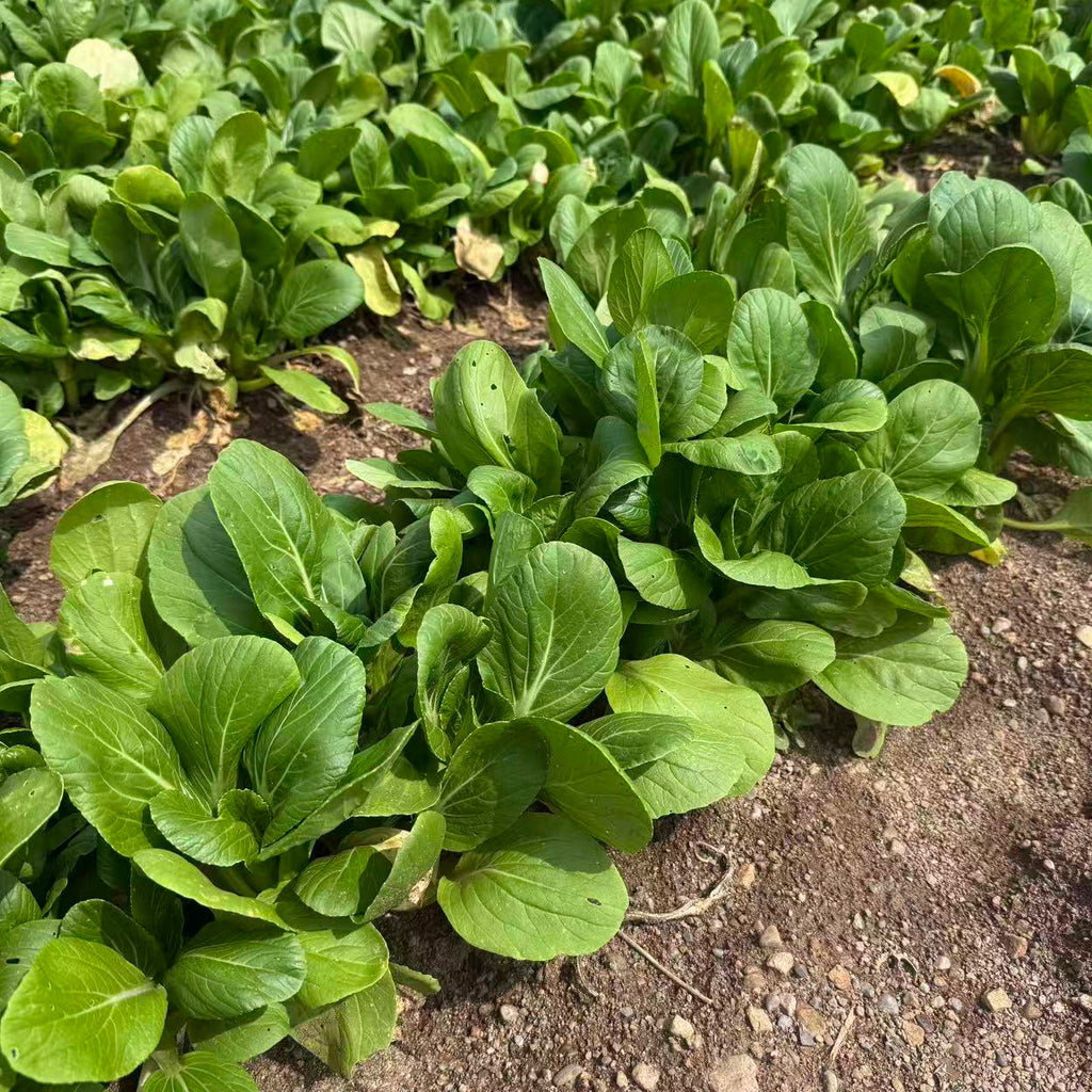 【有机认证】淡泉农场有机中颗上海青<br>菜味浓•有虫眼不喜勿拍