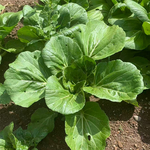淡泉农场有机大颗松柏奶白菜3磅<br> 生长的周期长•有虫眼不喜勿拍