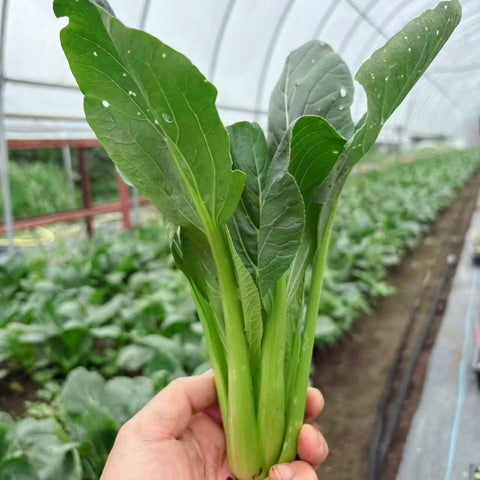 老吴农场有机小油菜2磅<br>鲜嫩清香•介意虫眼请勿拍