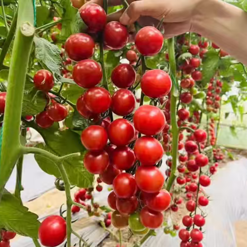 老吴农场留香小番茄<br>果型饱满•甜美多汁