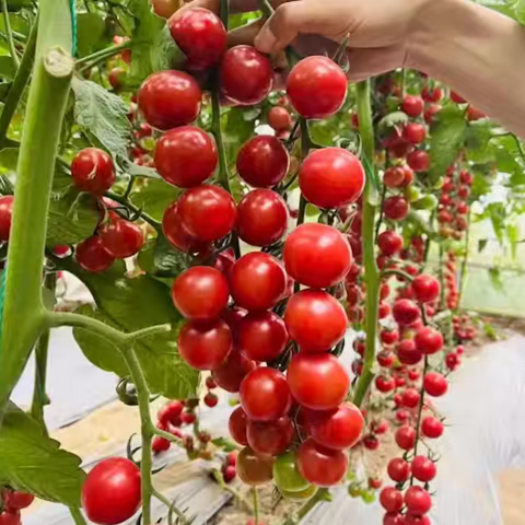 老吴农场留香小番茄<br>果型饱满•甜美多汁