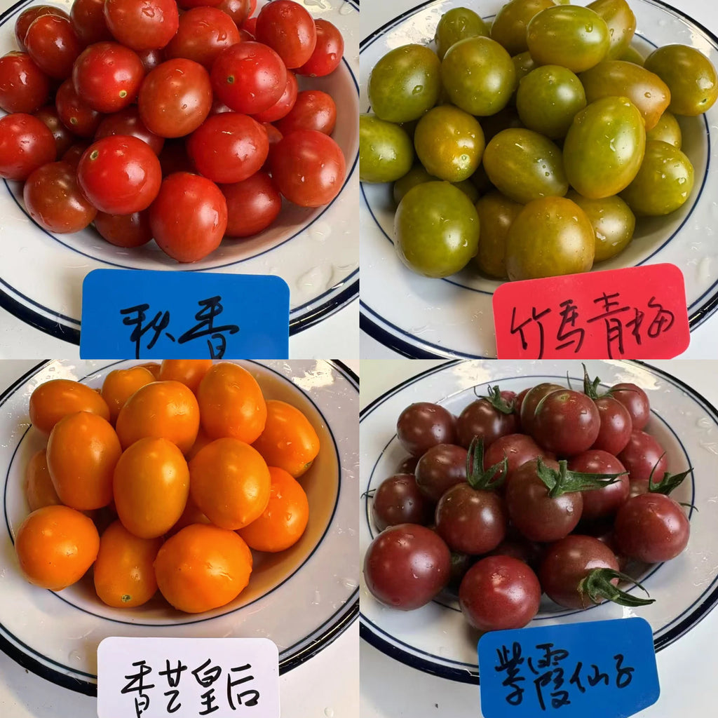 【买三送一】老吴农场小番茄<br>推广回馈Mix&Match