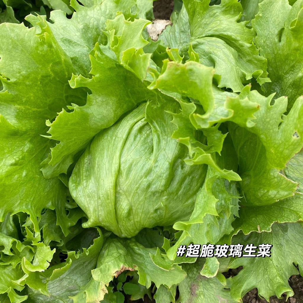 老吴农场玻璃生菜<br>超级脆嫩•介意掉叶请勿拍