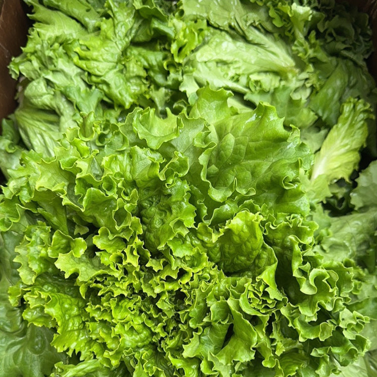 绿叶生菜2颗<br>Green Leaf Lettuce