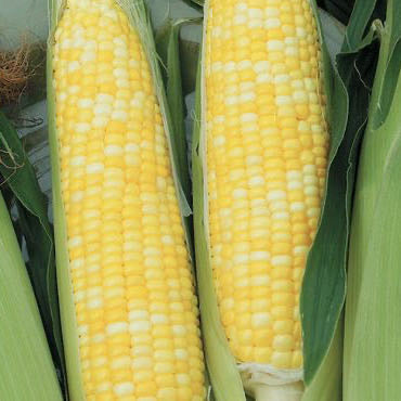 Branch®Farm鲜甜嫩玉米3根<br> Bicolor sweet corn on the cob