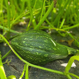 北海道香芋<br>老吴农场