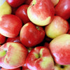 本地Ambrosia苹果<br>农场直供