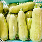 老吴农场华夏西葫芦<br>有机方式种植